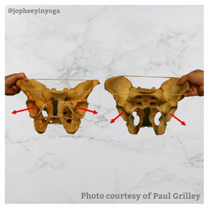 Orientation of the Hip Sockets Yinspiration